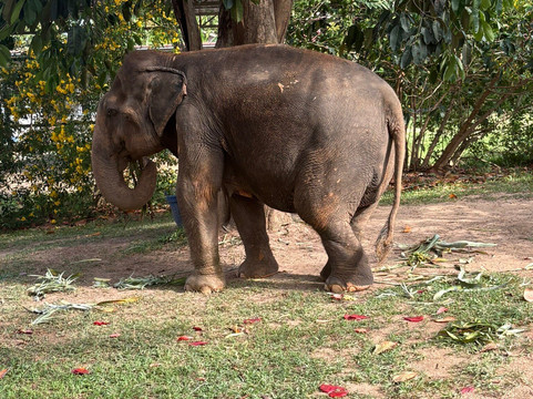 Samui Elephant Sanctuary-波普特必去景点