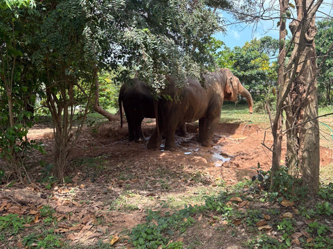 Samui Elephant Sanctuary-波普特必去景点