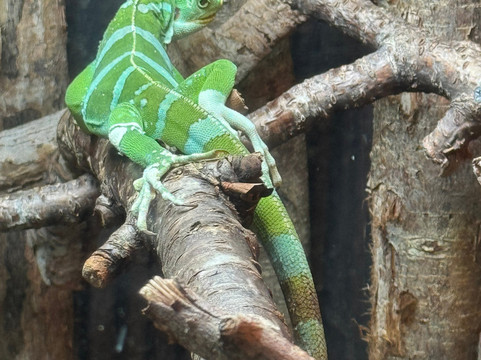 Newquay Zoo-纽奎必去景点