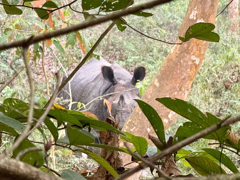 Wildlife Adventure Tours-奇旺国家公国必去景点