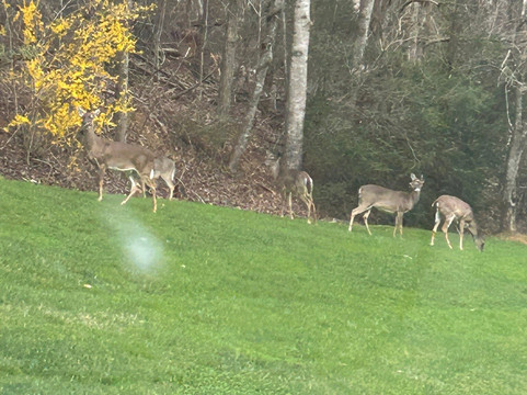 Billy Graham Training Center At The Cove-阿什维尔必去景点