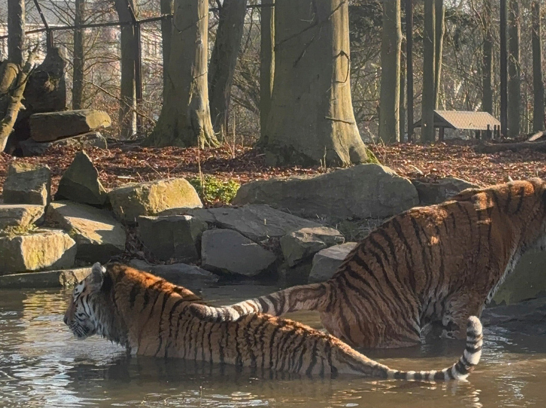 Pairi Daiza Resort主图