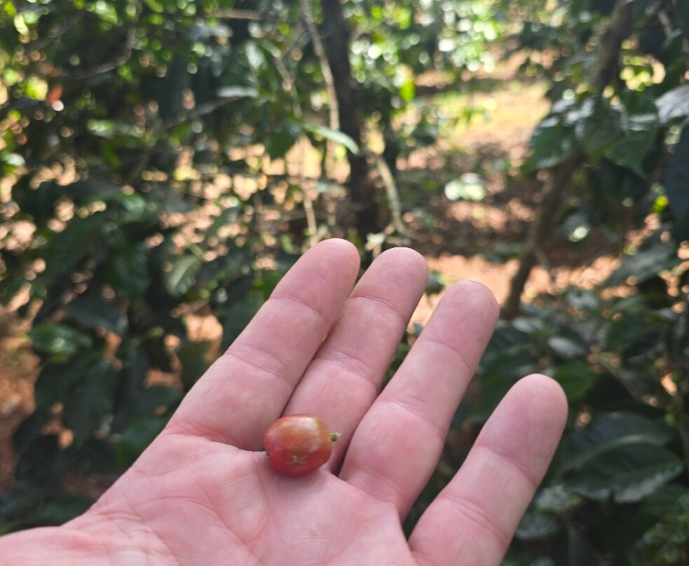 Fairview Coffee Estate-内罗毕必去景点