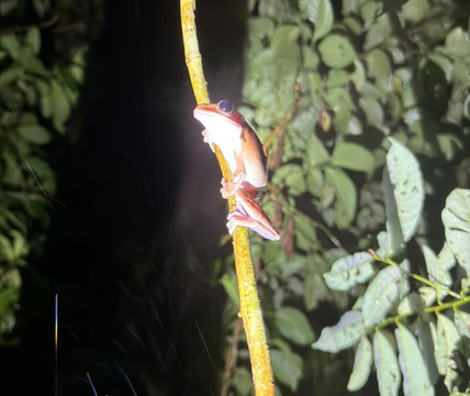 Rainforest Chronicles-希门尼斯港必去景点