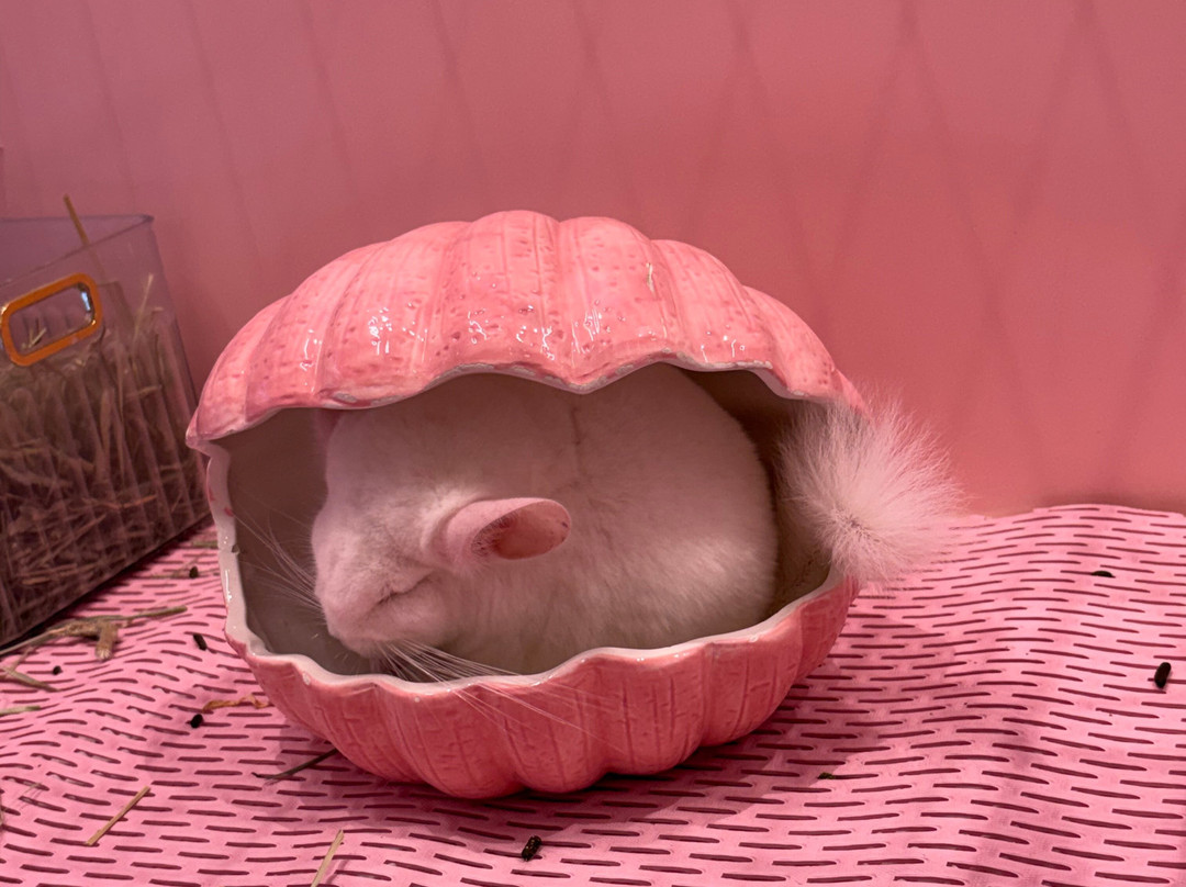 Harajuku Kawaii Land Kyun Kyun-涩谷区必去景点