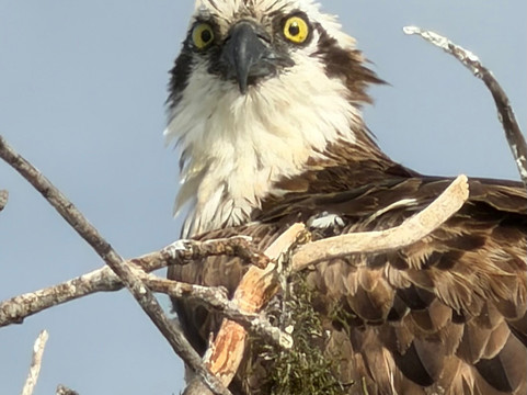 Gasparilla Boat Tours-恩格尔伍德必去景点