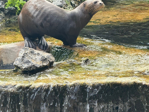 Bioparc Fuengirola-福恩吉罗拉必去景点