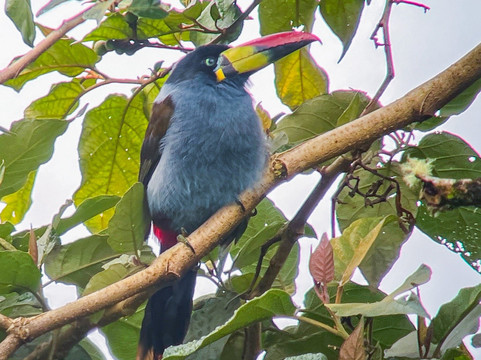 Birds of Peru Tours-马尔多纳多港必去景点