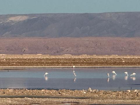 Salar de Tara-圣佩德罗-德阿塔卡马必去景点
