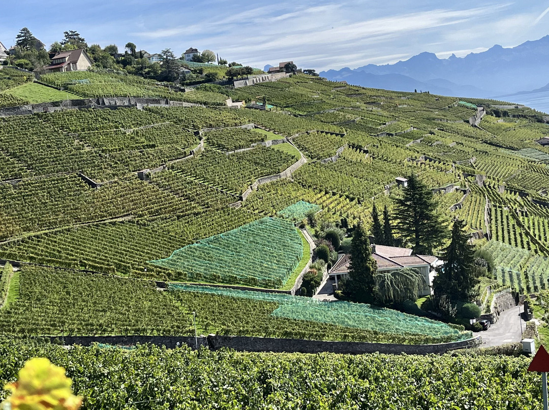 拉沃葡萄园梯田-蒙特勒必去景点