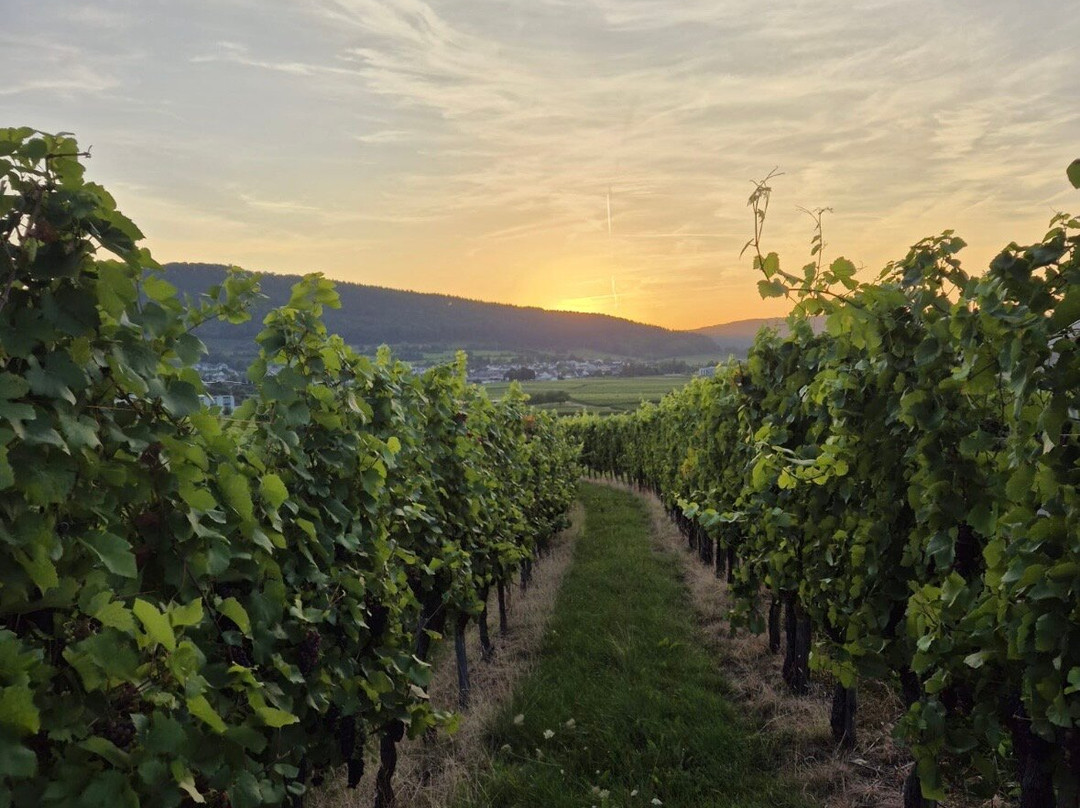 Weingut Bastgen-Osann-Monzel必去景点