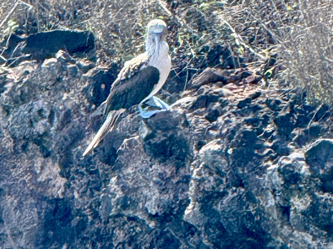 Cerro Tijeretas-Puerto Baquerizo Moreno必去景点