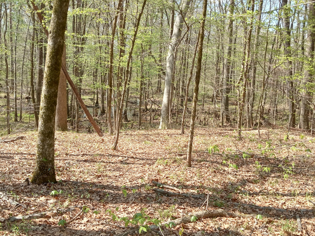 Pinson Mounds State Park-Pinson必去景点