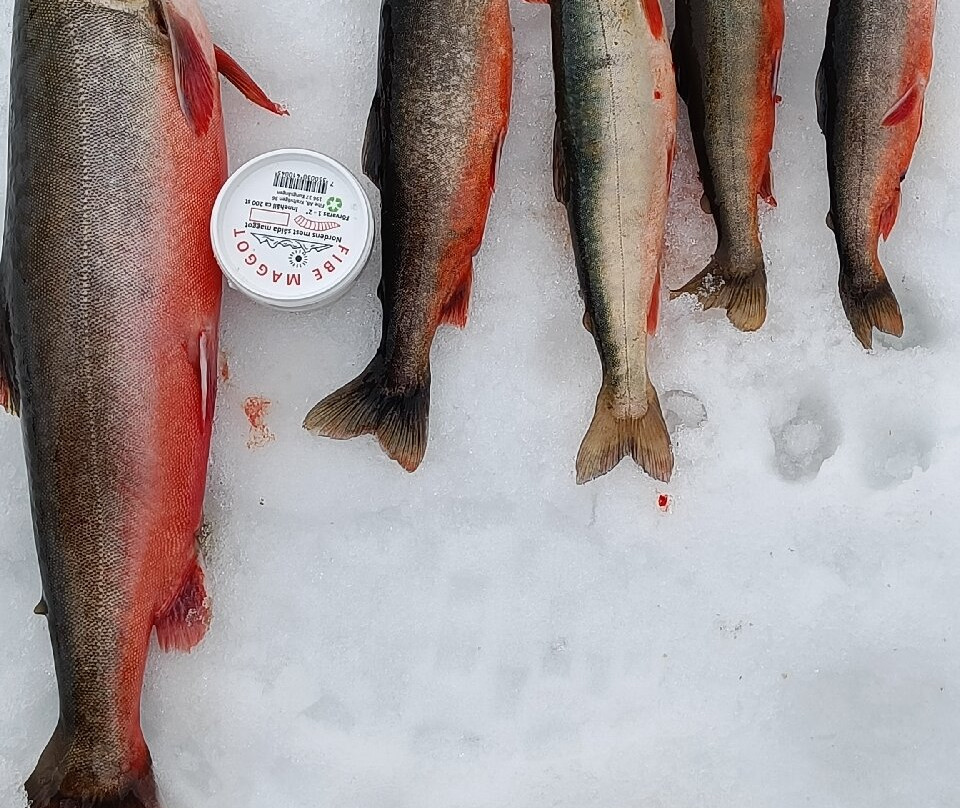 Viddeliv Adventure-Karasjok必去景点