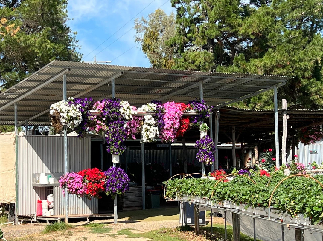 Beechworth Berries-比奇沃思必去景点
