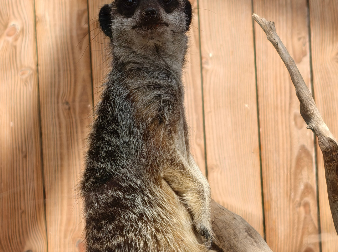 Plantasia Tropical Zoo-斯温西必去景点