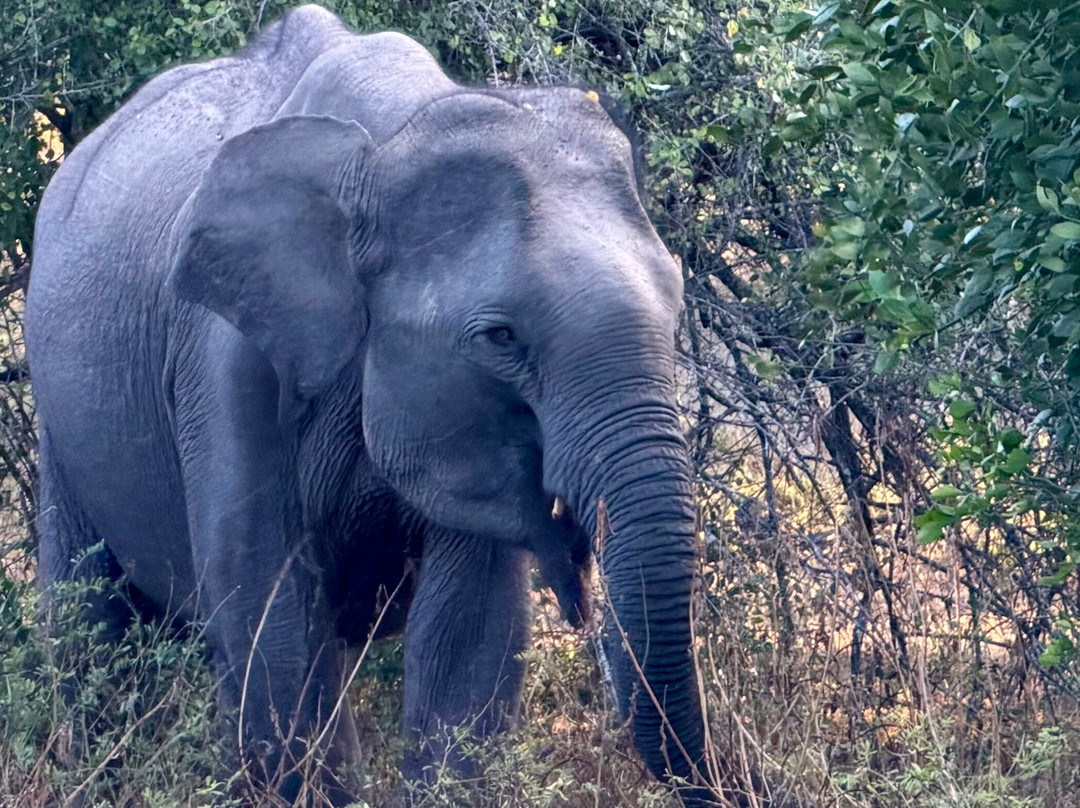 Experiential Journeys-科伦坡必去景点