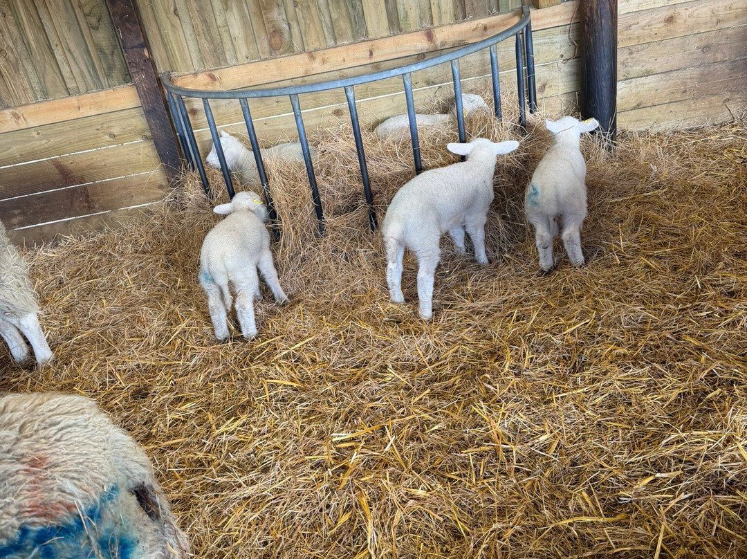 West Lodge Farm Park-Desborough必去景点