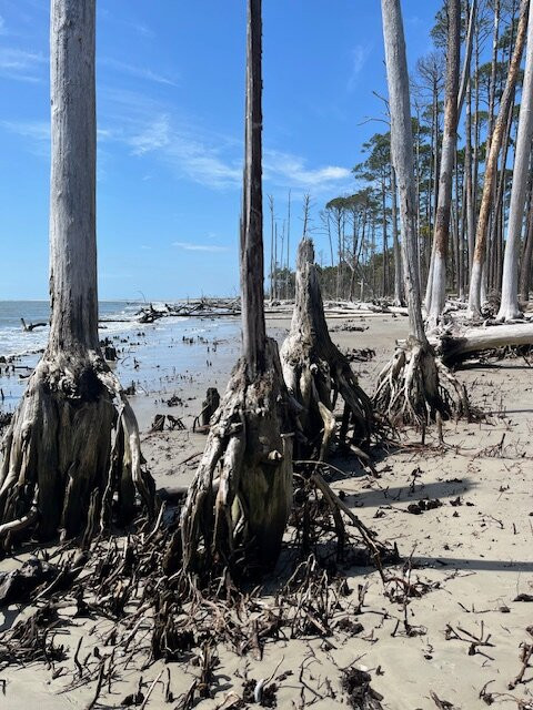 St. Phillips Island Ferry-Saint Helena Island必去景点
