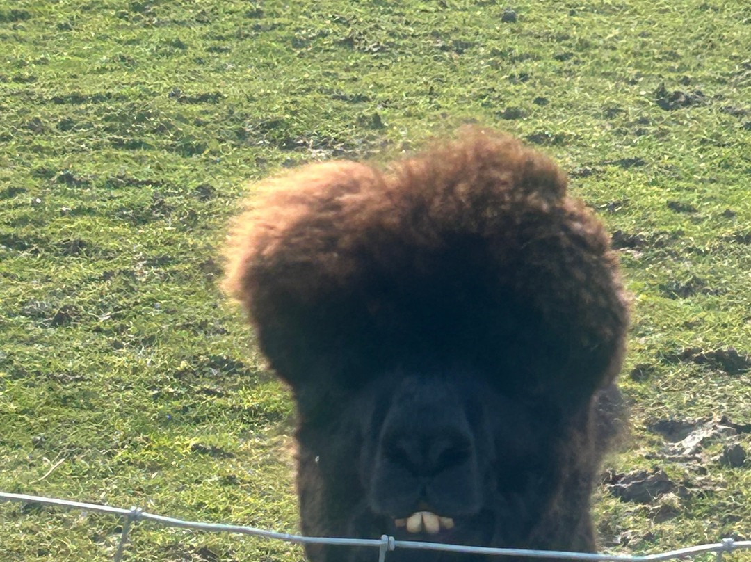 Woolly Experiences Therapy Farm-Mold必去景点