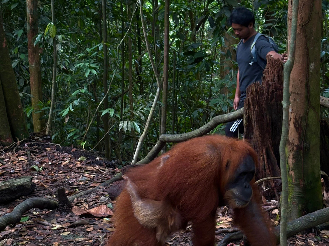 Bukit Lawang Jungle Trekking-武吉拉旺必去景点
