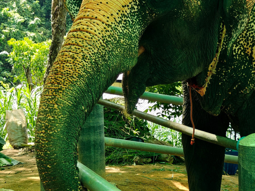 Phuket Elephant Care-奈通必去景点