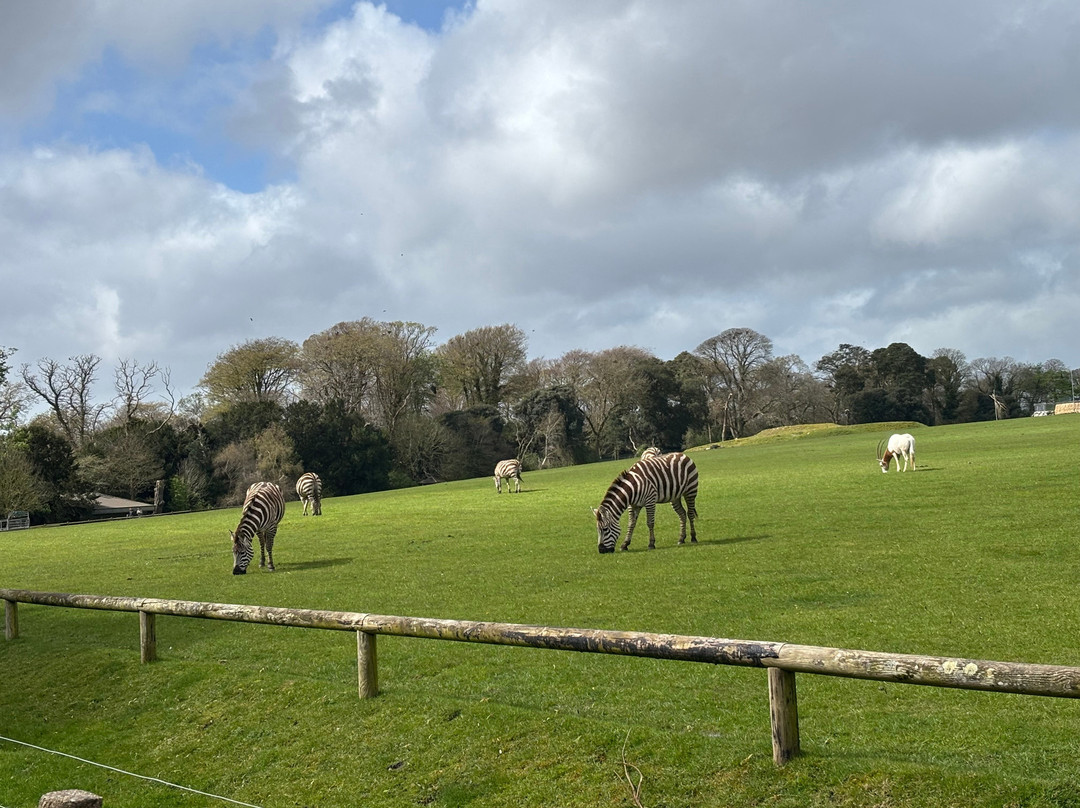 Fota Wildlife Park-Carrigtwohill必去景点