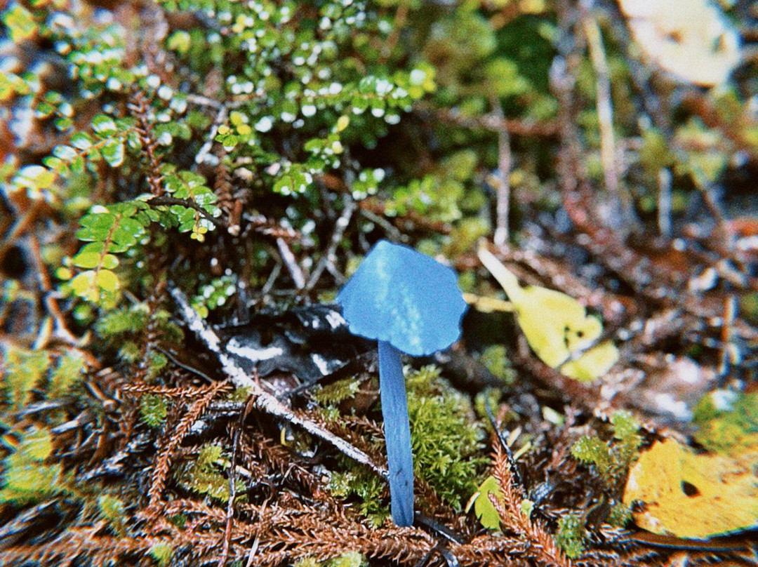 Alex Knob Track-弗朗茨约瑟夫（冰川）必去景点