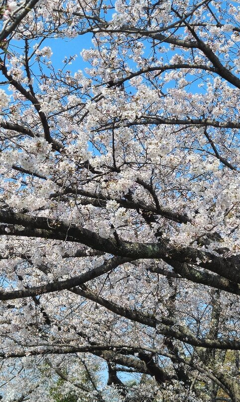 Nishi Park-Chuo必去景点