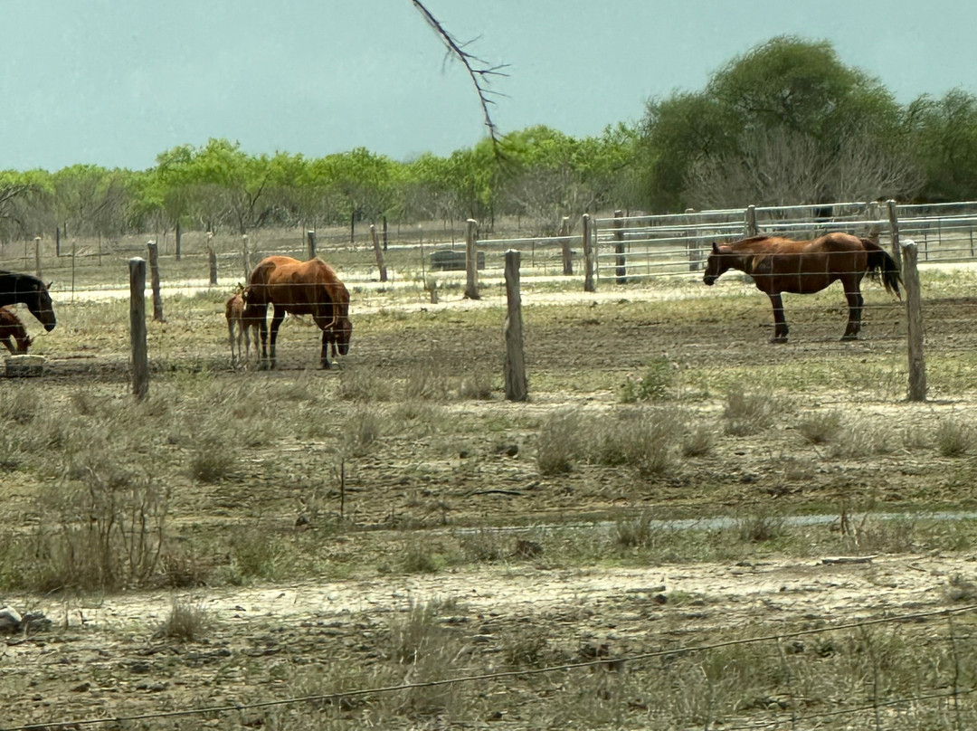 King Ranch Visitor Center-Kingsville必去景点