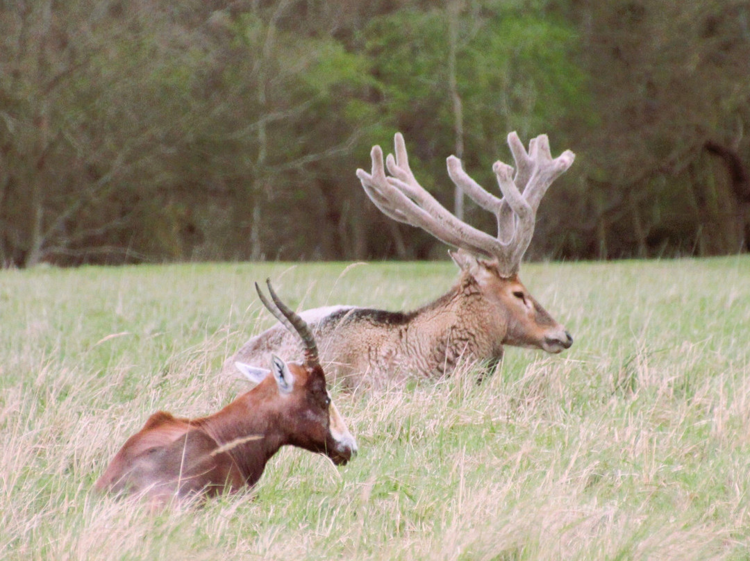 Watatunga Wildlife Reserve-金斯林必去景点
