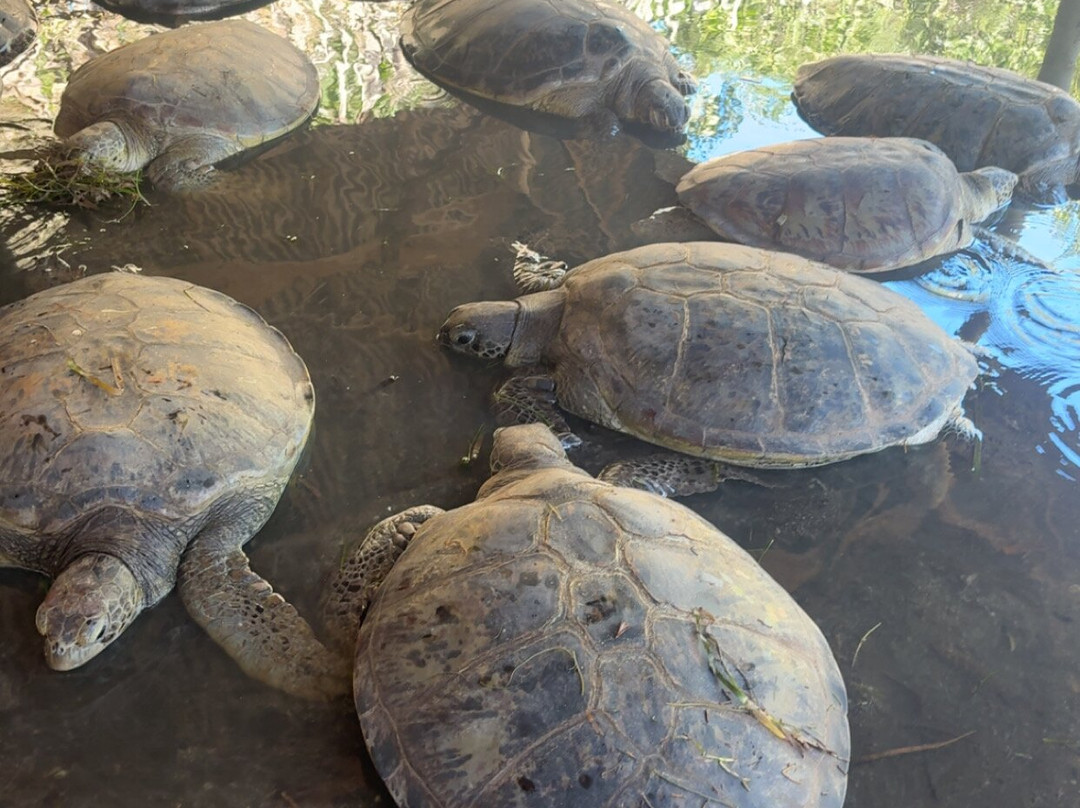 Deluang Sari Turtle Conservation Center-南湾必去景点