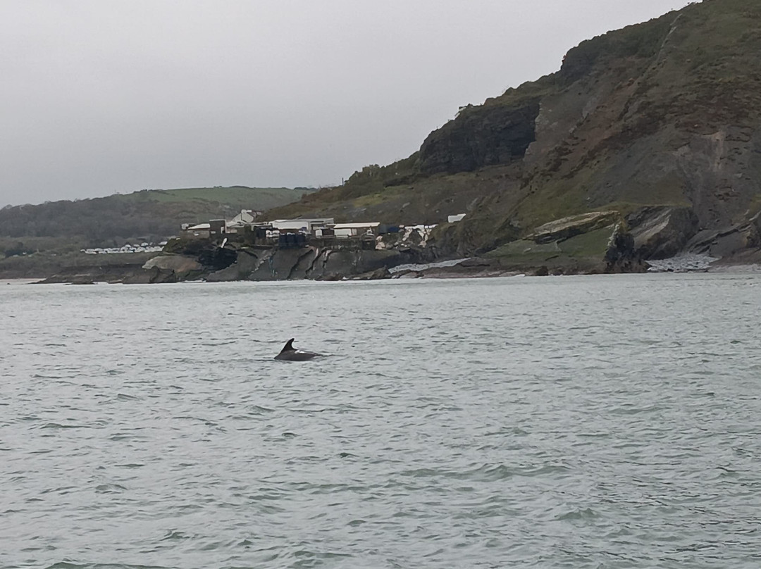 SeaMor Dolphin Watching Boat Trip-纽基必去景点