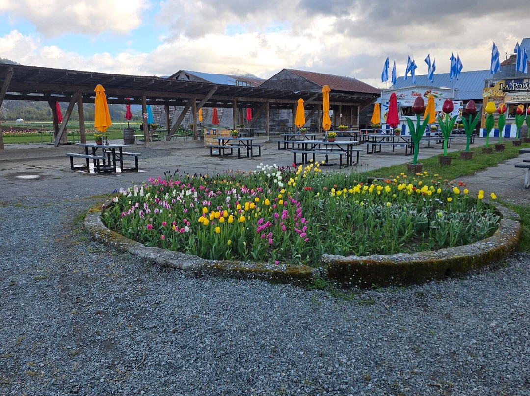 Harrison Tulip Festival-阿加斯市必去景点