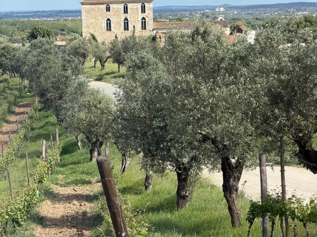 Enoturismo Cartuxa-埃武拉必去景点