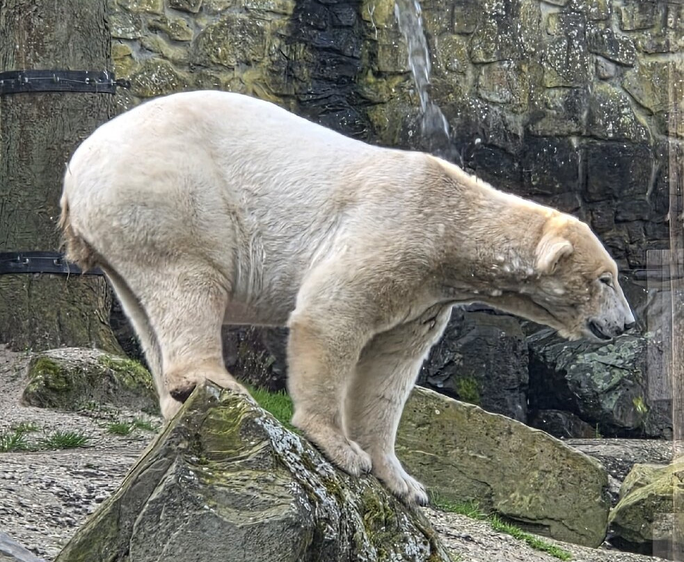 Ouwehands Zoo Rhenen-Rhenen必去景点
