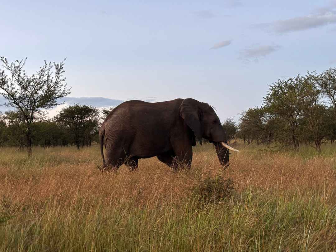 Africa Campsbay Tours-阿鲁沙必去景点