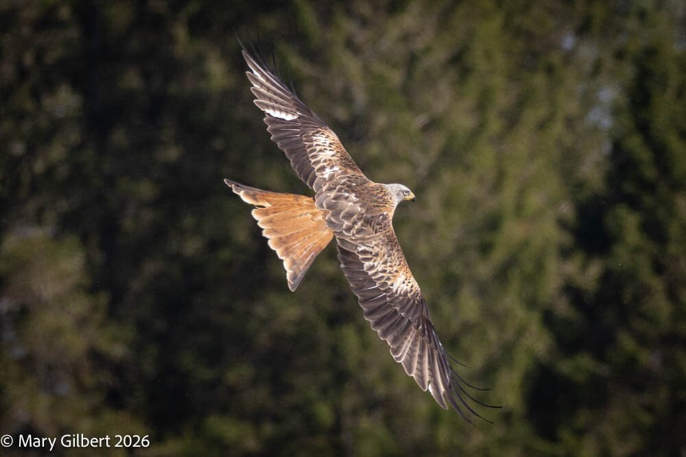 Argaty Red Kites-Doune必去景点