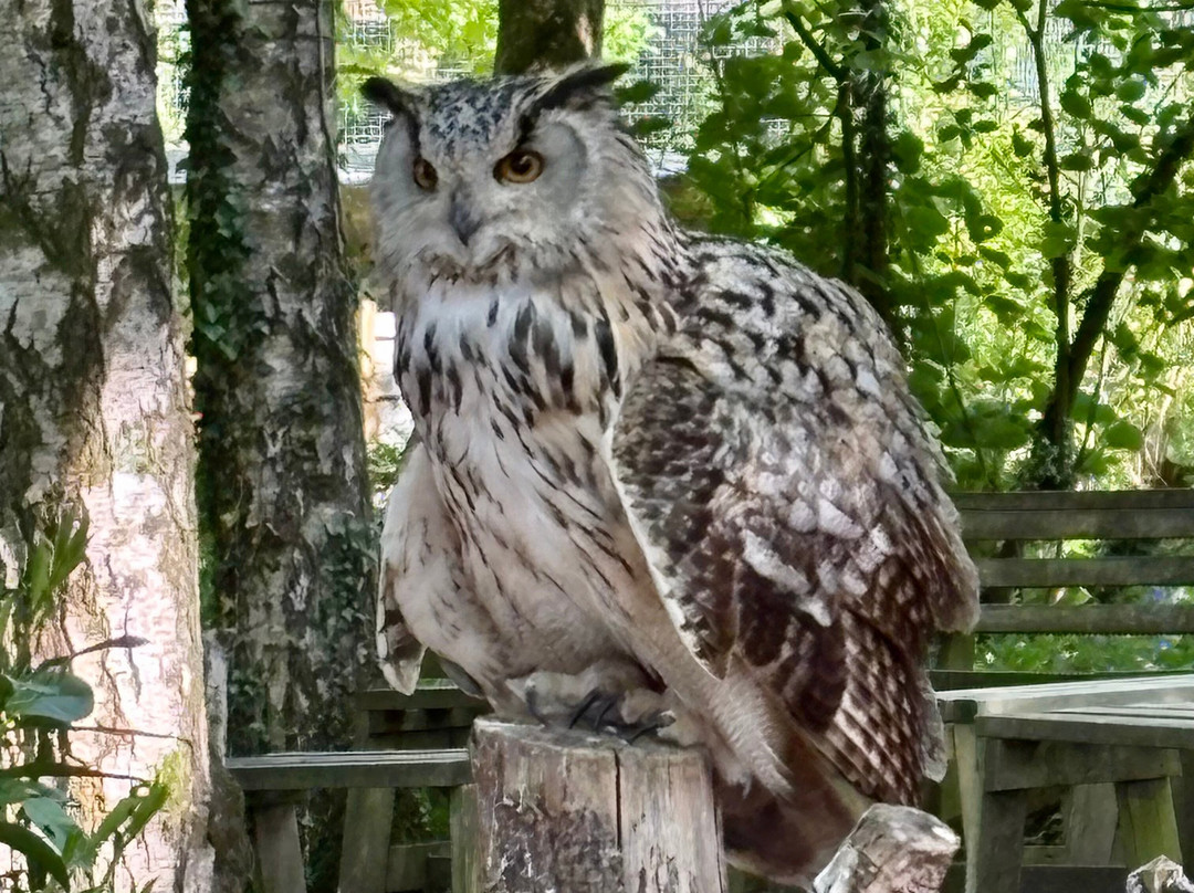 Hawk Conservancy Trust Bird of Prey Centre-Andover必去景点