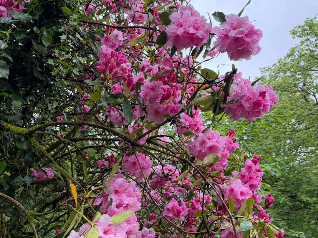 Lanhydrock and Respryn Circular Walk-博德明必去景点