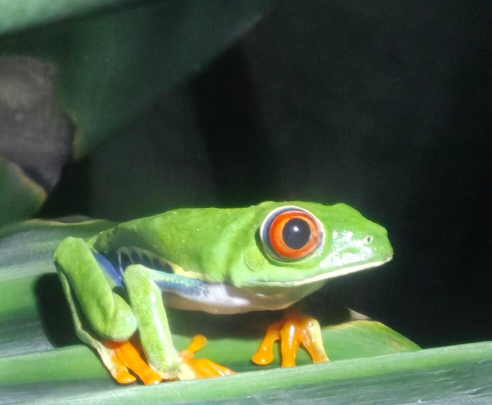 Ranario Monteverde Frog Pond-圣埃伦娜必去景点