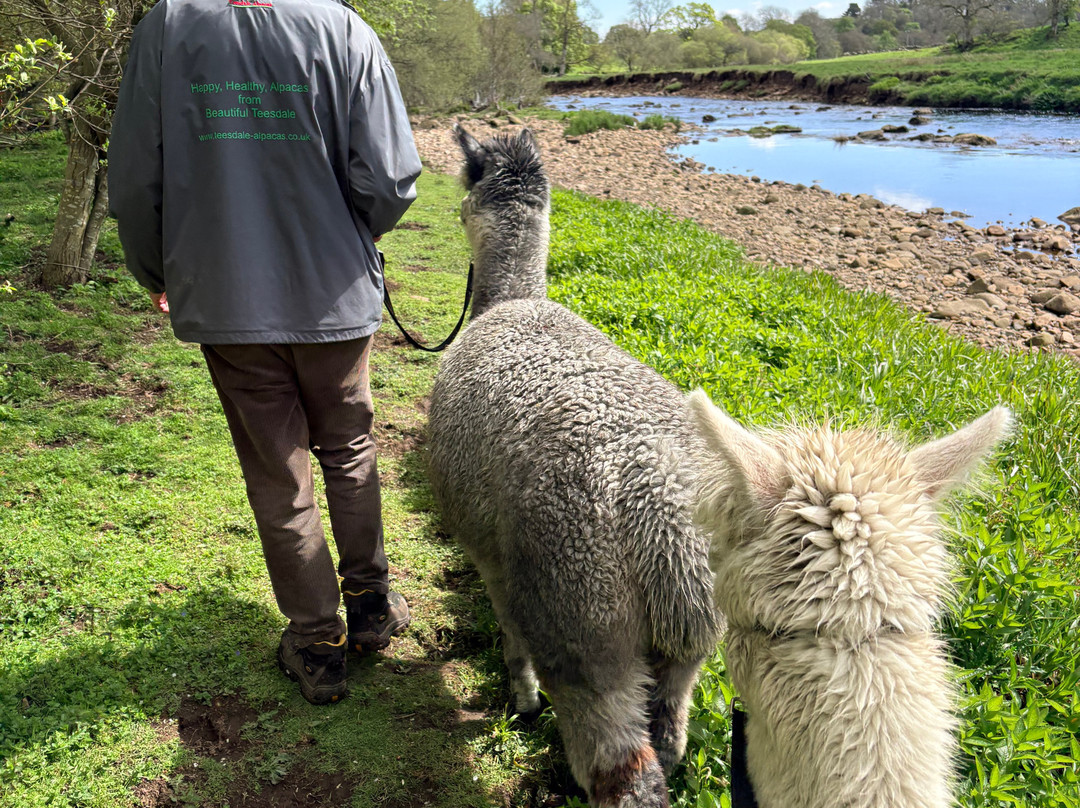 Teesdale Alpacas (Open by Appointment Only)-Barnard Castle必去景点
