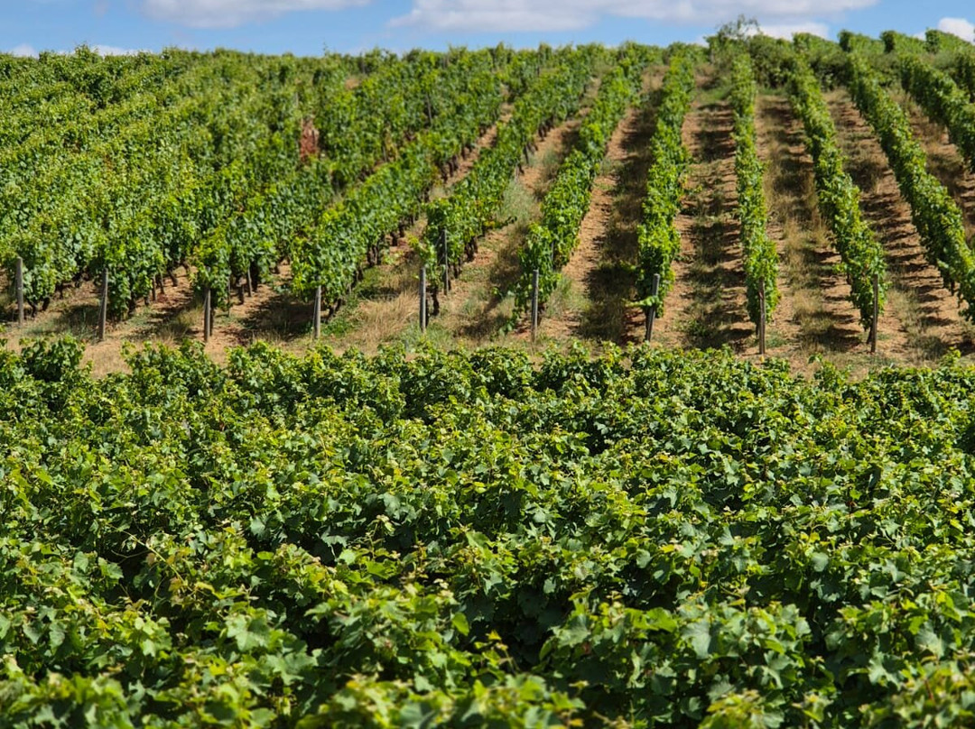 Domaine De Roche Blonde - Christophe Gaudron-Vernou-sur-Brenne必去景点