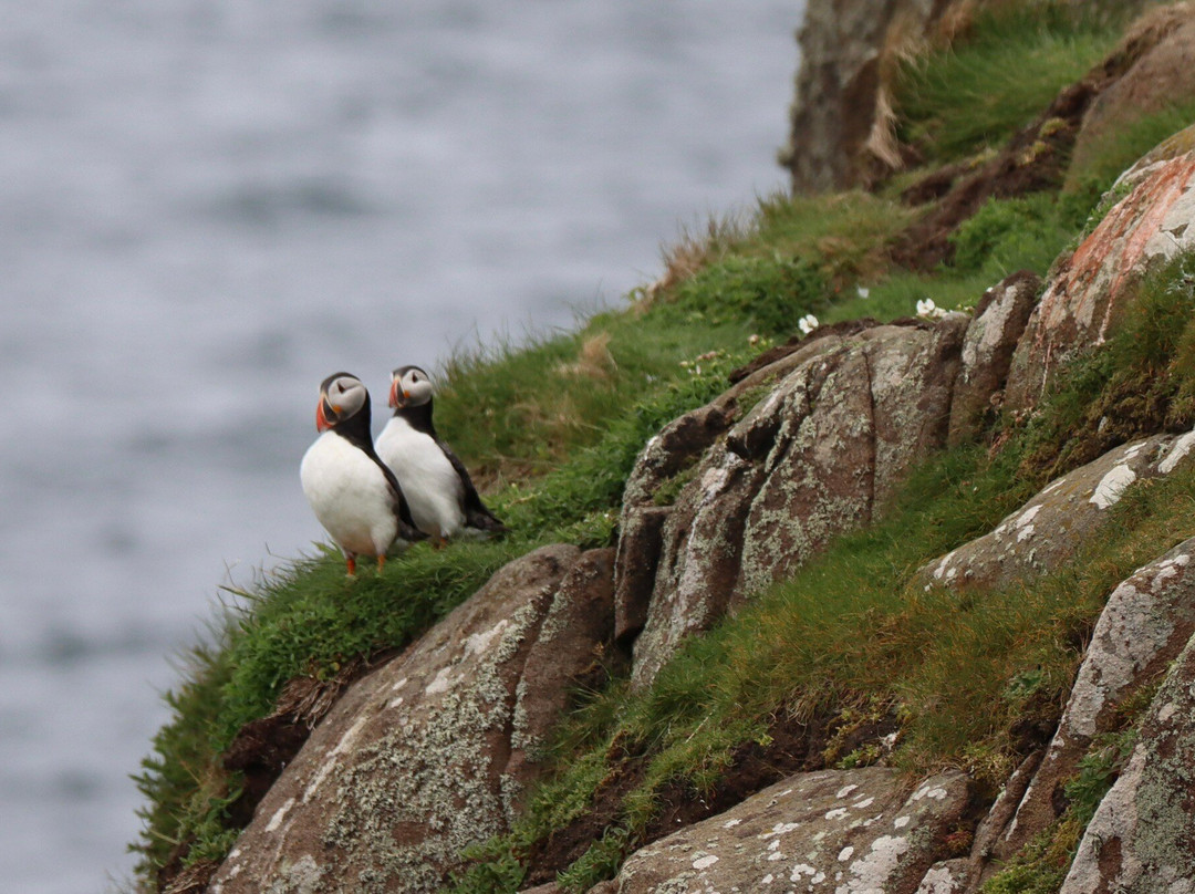Anstruther Pleasure Cruises-Boat Day Tours-Anstruther必去景点