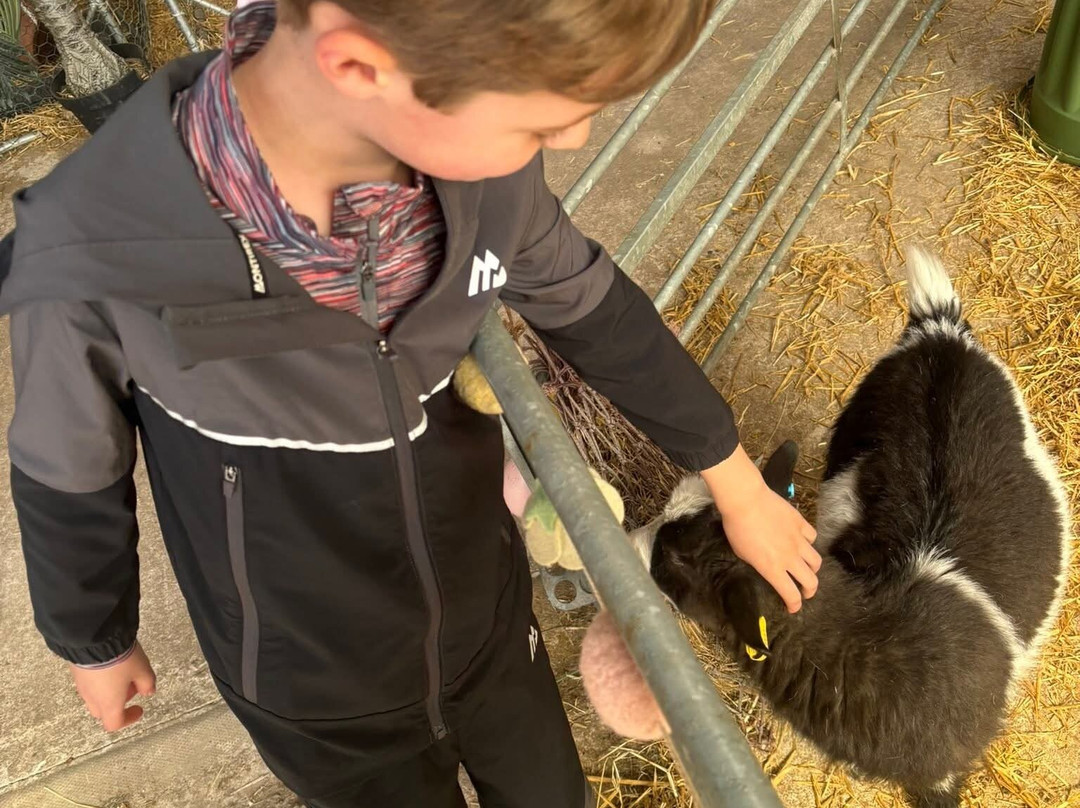 Woodlands Alpaca Farm-沃灵顿必去景点