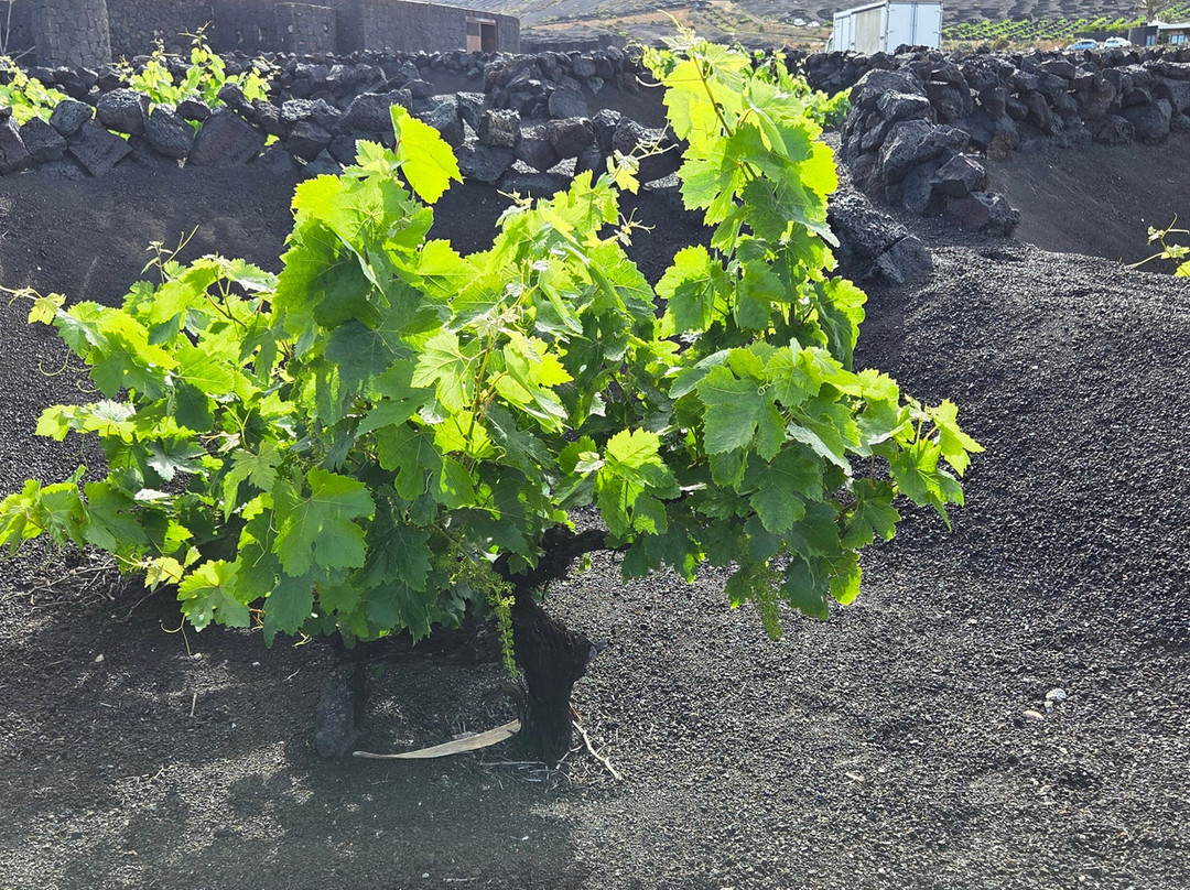 Wine Tours Lanzarote-卡门港必去景点