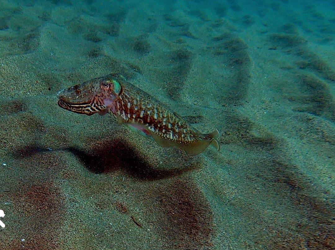 Xaloc Diving Center-赫罗那必去景点
