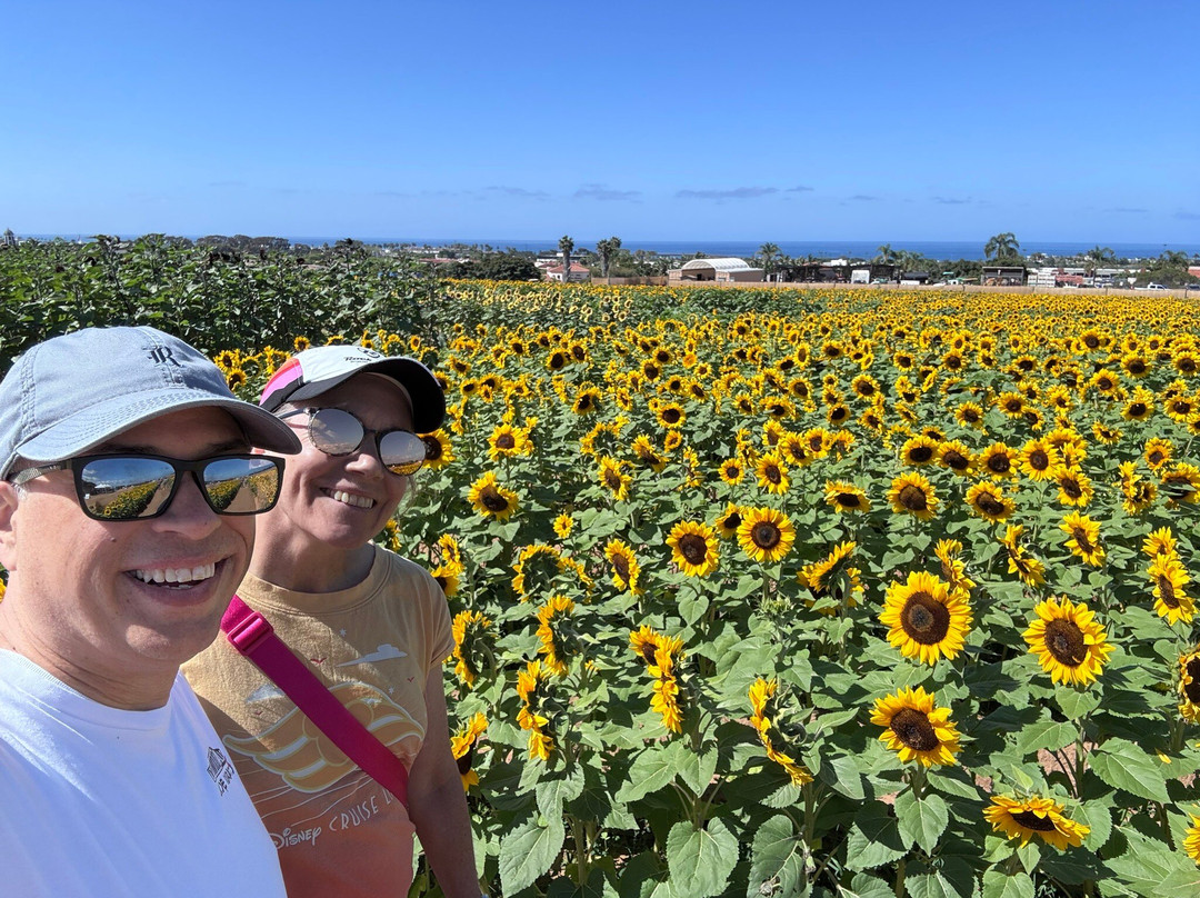 The Flower Fields at Carlsbad Ranch-卡尔斯巴德必去景点