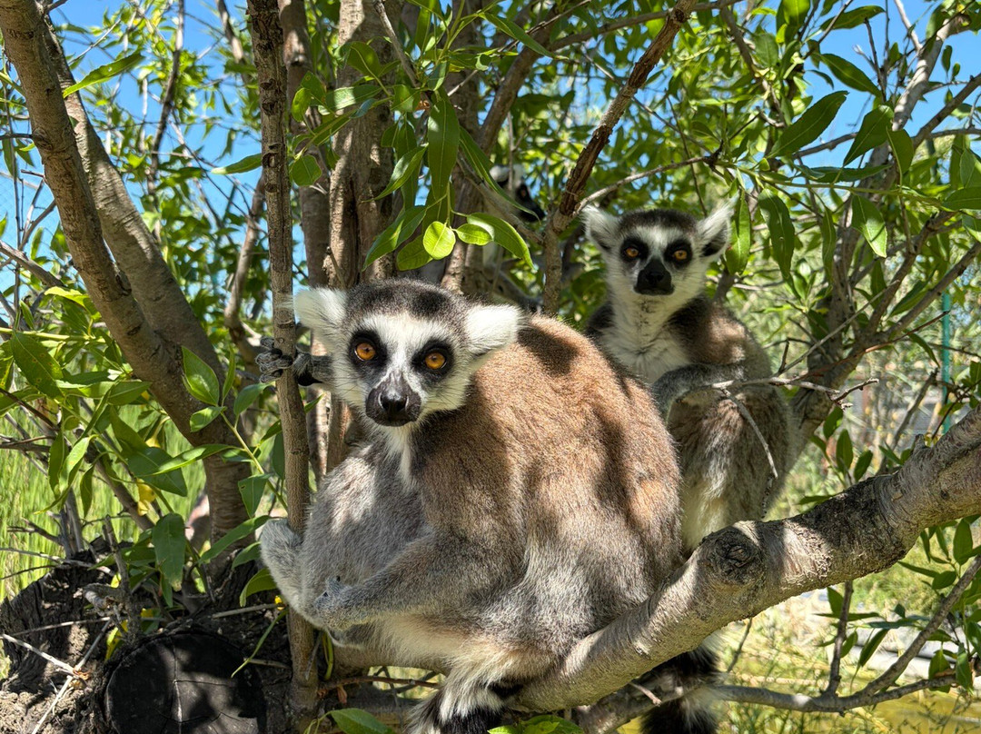 Corsica Zoo-Olmeta di Tuda必去景点