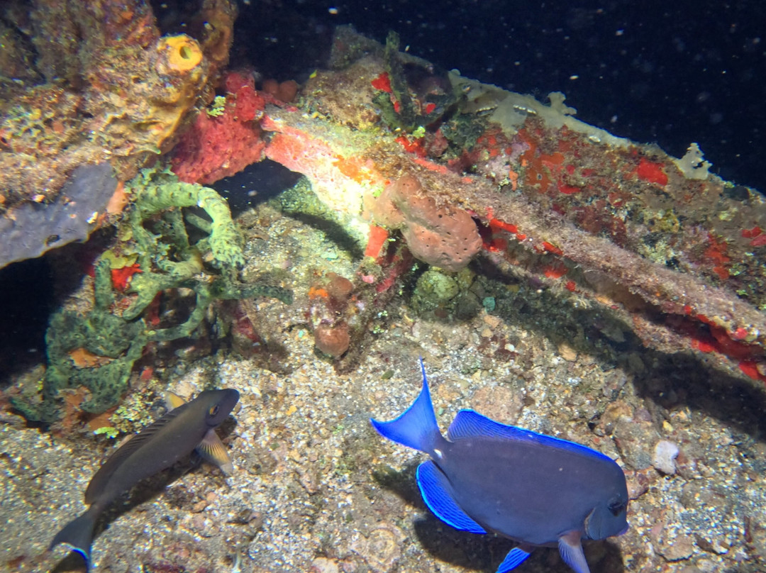 Scubaqua Dive Center-圣尤斯泰希厄斯岛必去景点